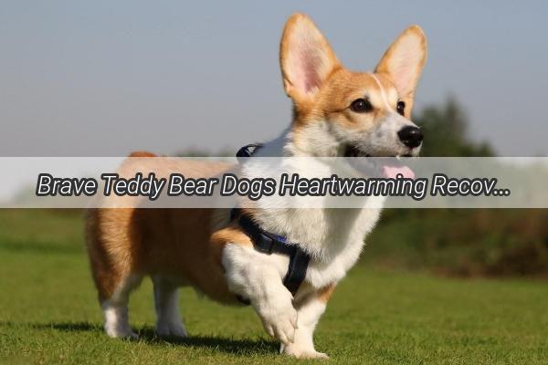 Brave Teddy Bear Dogs Heartwarming Recovery from a Frozen Ordeal A Tale of Resilience and Love